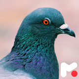 mobipa.PigeonWallpapers