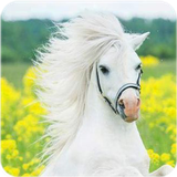 com.bigmax.horsewallpaper
