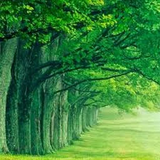 greennaturewallpaper.muangrit