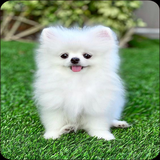 com.rr.pomeraniandogwallpaper