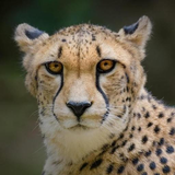com.wCheetahWallpapersHD_10545674