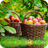 com.fruit.apple.wallpaperfullhd.fruitappledulalwallpaperfullhd
