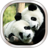 com.PandaLiveWallpaperHD