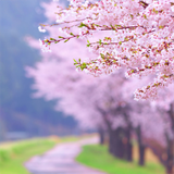 com.oomglive.sakura