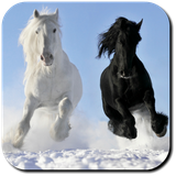 com.Luna.HorseWallpapers