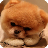 com.hdwcar.puppy150110