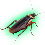 com.drjean.android.killcockroach