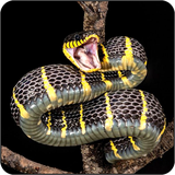 com.techwall.Snake