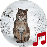 pro.sboard.ringtone.Bobcat