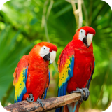 com.parrtos.wallpaper.parrotsdulalwallpaper
