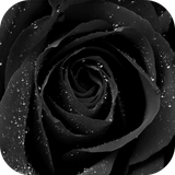 com.lyx.blackrose