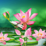 com.amaxlwps.lotus