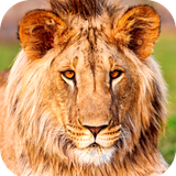 com.Lion.wallpaper.animalwallpaper.bigcatwallpaper.hdwallpaper