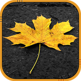 com.hdw.autumnlivewallpaper