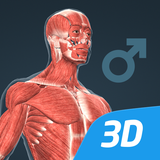 com.rendernet.humanmale