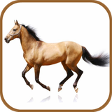 com.catalog.database.horsebreedsen