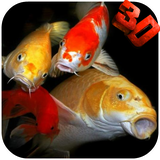 koihd.wibr.com