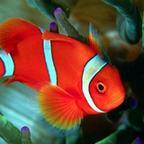 com.AnimalWallpaper.bullandro