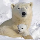 mhn.polar