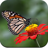 com.hd.butterfly.wallpaper.best.wallpapers