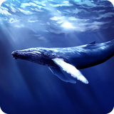 com.smashinggeeks.bluewhalerevange