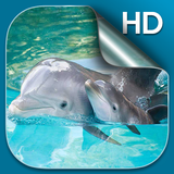 com.DreamDolphinLiveWallpaperHD