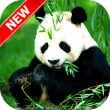 com.freewallpapers.panda