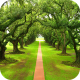 com.sjp.treewallpaper