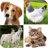 danish.animals.names.with.sounds