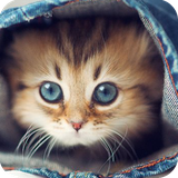 org.foxartgames.findcat