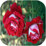 didar.anvaegolha