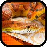 ir.tinasoft.snakes