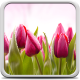 com.tulipsLiveWallpaperHDHQ