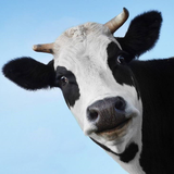 com.AlFajrDeveloper.Cow.CowImages.CowWallpaper
