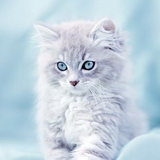 br.wallpaper.catswallpapers