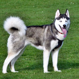 com.myapps.SiberianHuskyHDWallpaperAG