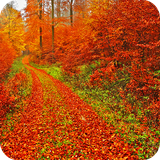 com.hdwcar.newautumn