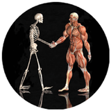com.skeletal.muscle
