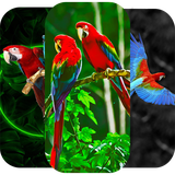 com.hadifetrati.Parrot_Wapiper