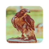 com.eaglewallpaper.eagle.bird.pictures.hd