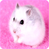 com.techwall.CuteHamster