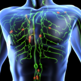 wwk.wikikids.com.lymphaticsystem