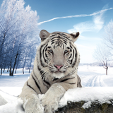 com.galaxynationgames.arctic.tiger.sim