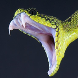 com.thinkingoutloud.snakeprank