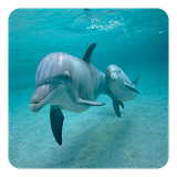 com.DolphinsLiveWallpaper