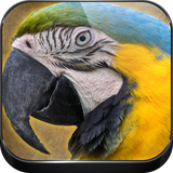 cls.jackalapps.parrotsounds