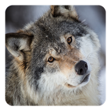 com.WolvesLiveWallpaper