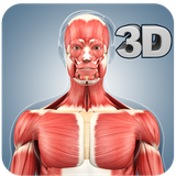 com.visual3dscience.musclepro