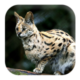 com.kikaapps.bobcatsounds.catsounds.ringtone