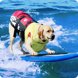 com.eg.dog.surfing.championship